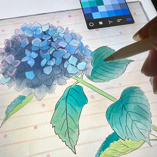 The art of drawing Hydrangeas