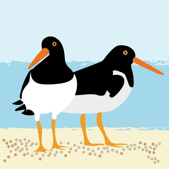 Oyster Catcher Print - contemporary design, modern prints from Scotland
