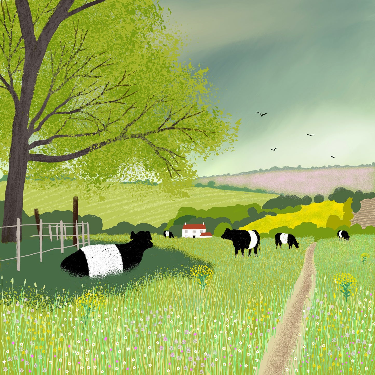 Pastures New - greetings card from original art by Caroline Smith. Blank greetings cards. Summer pasture with Belted Galloways.