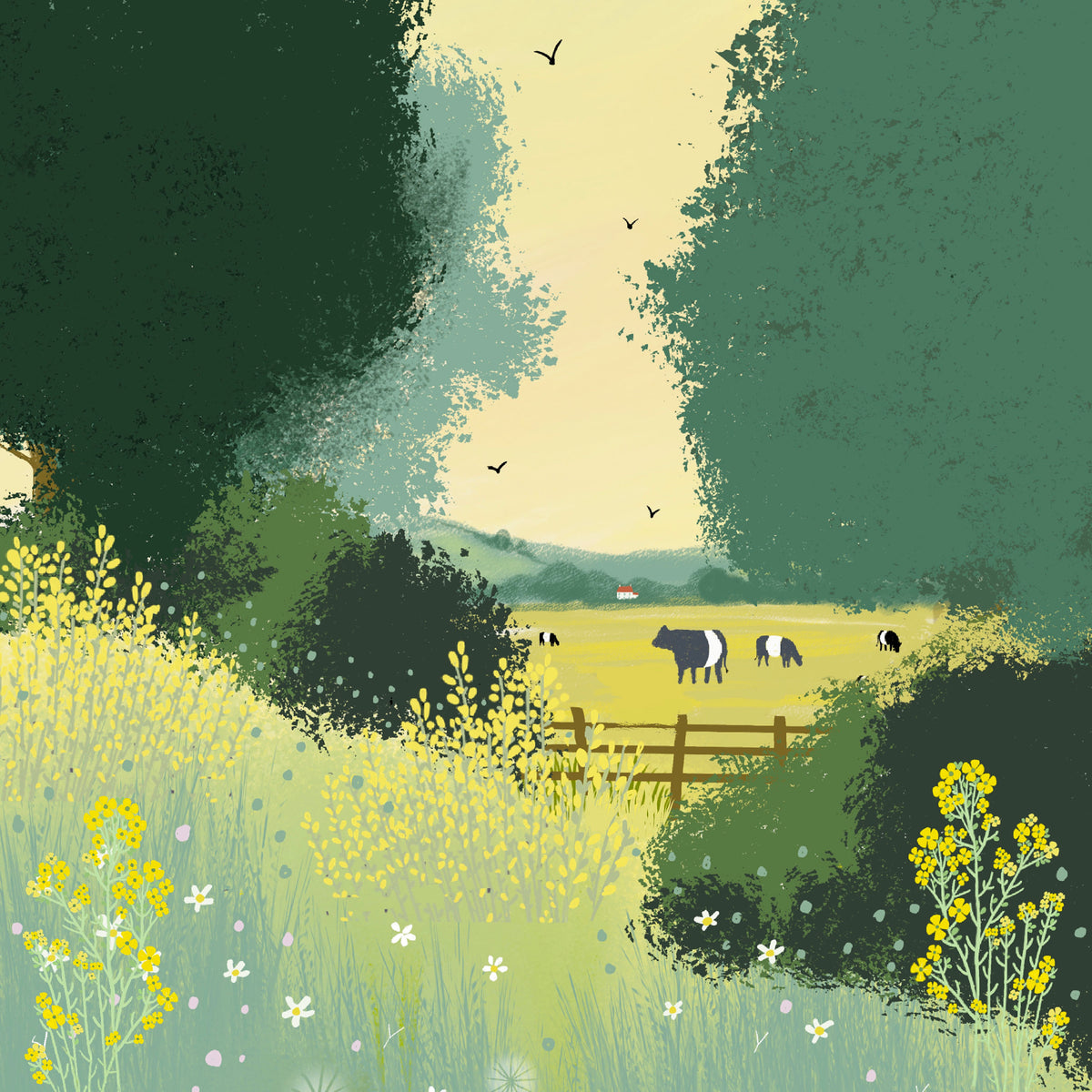 Belted Galloway Print: Signed Giclee Spring Landscape Art