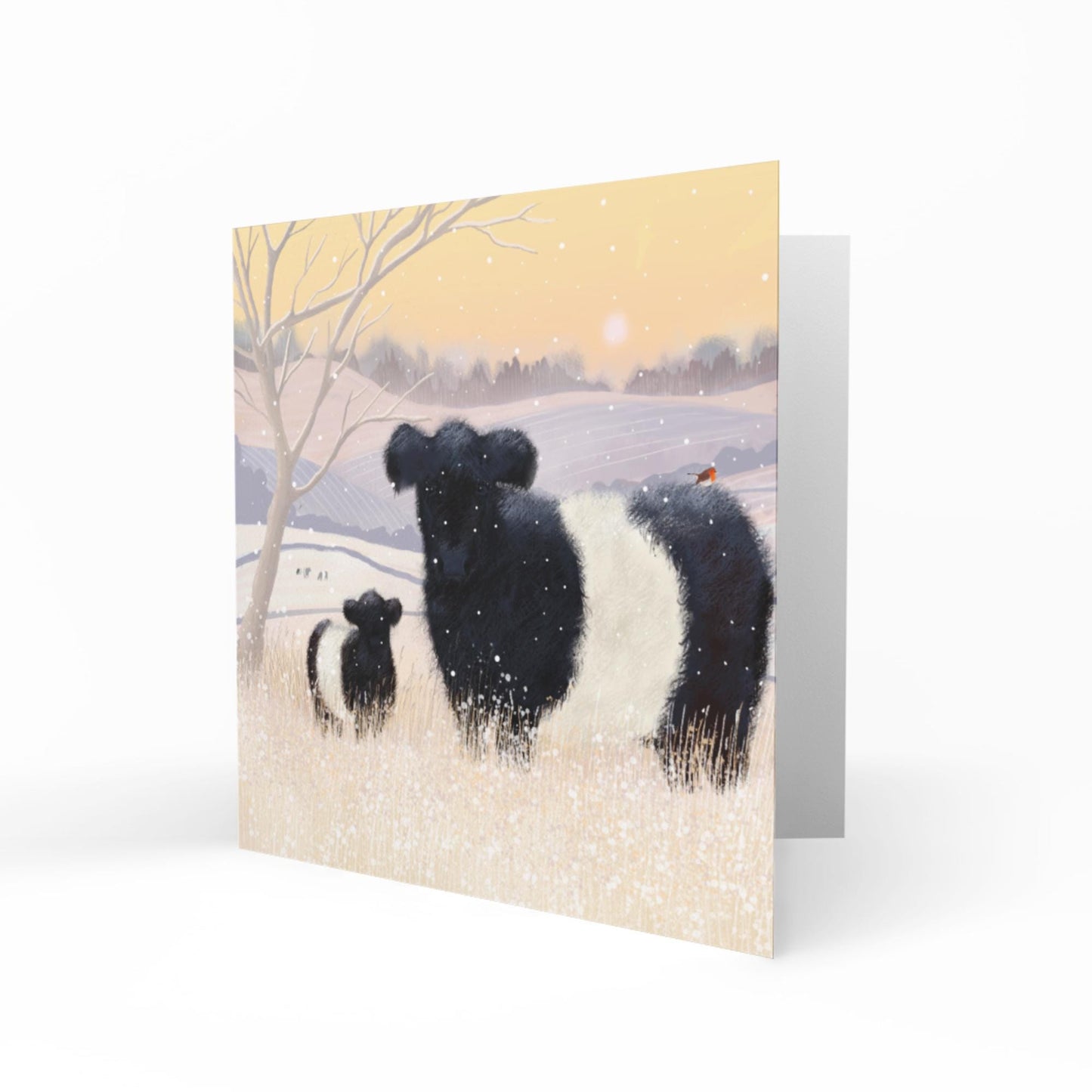 Baltic Belties Greetings Card: Belted Galloway Cattle in a snowy winter landscape