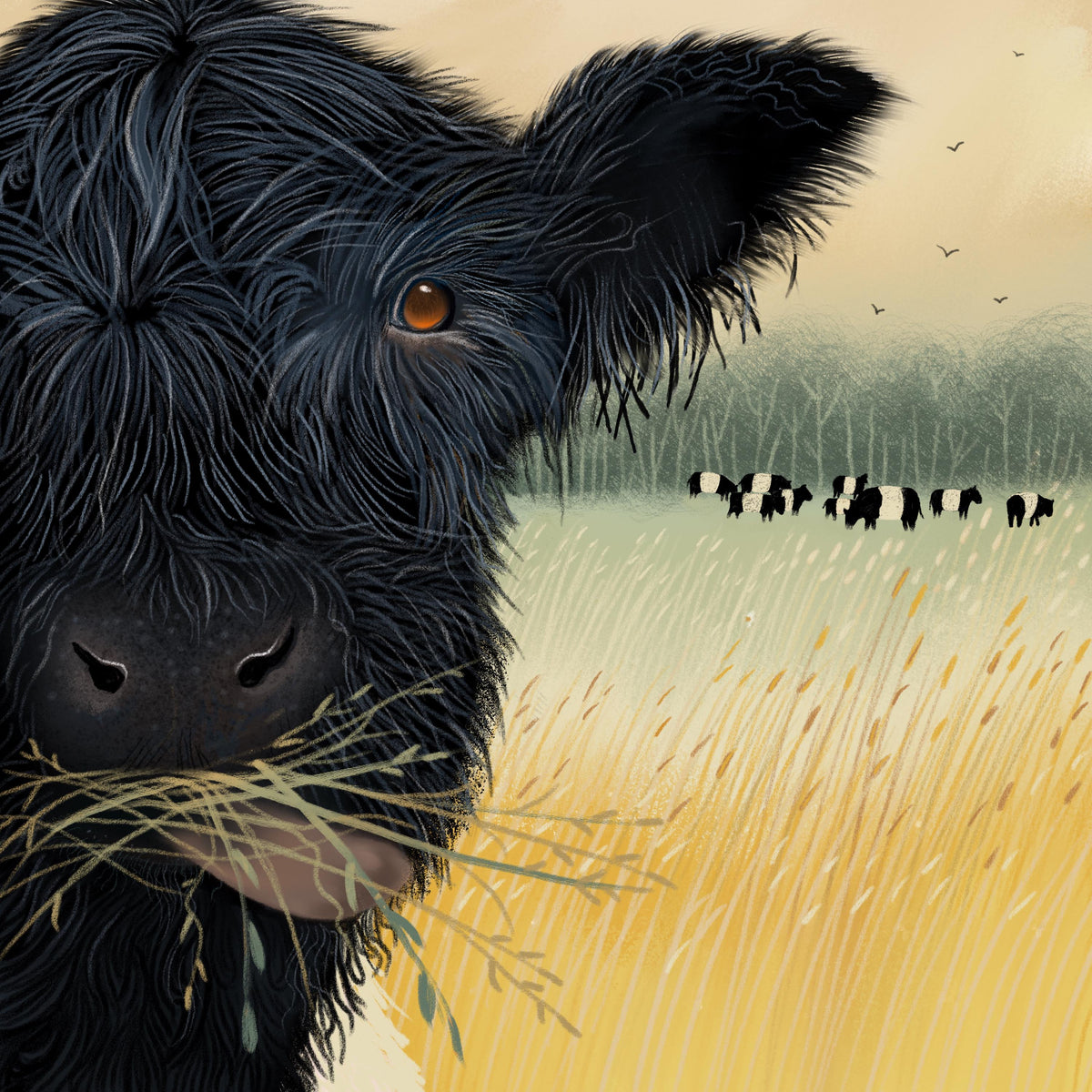 Belted Galloway Wall Art - Lunchtime. Belties in a field. Signed Giclee Print.